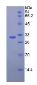 SDS-PAGE (LRP6-7875H).jpg